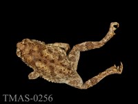 藏品(黑眶蟾蜍)的圖片